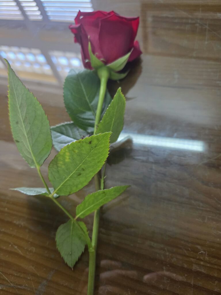 A rosa que nos CATIVA — Prémios Camões